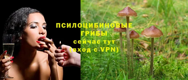 Галлюциногенные грибы Cubensis  Болотное 